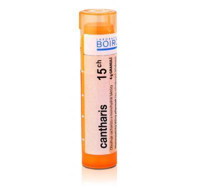 CANTHARIS CH15 GRA.4G